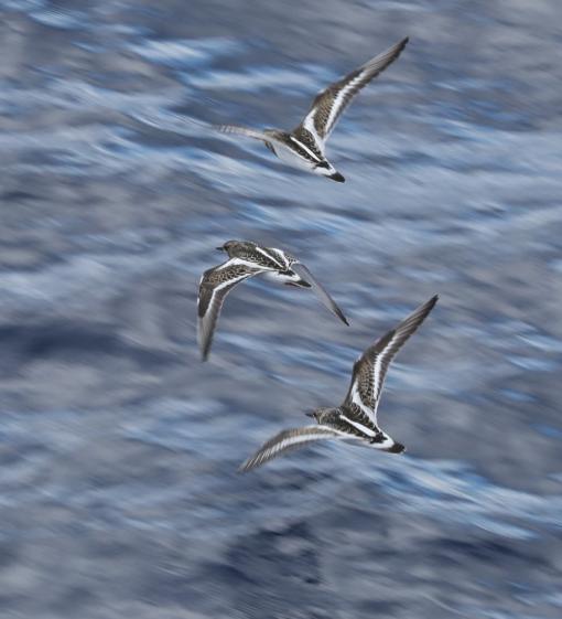 Ruddy turnstones, near Phoenix Islands. 