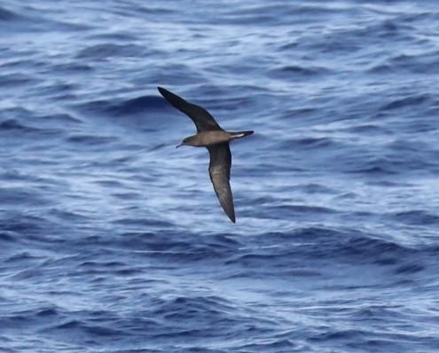 Wedge-tailed Shearwater