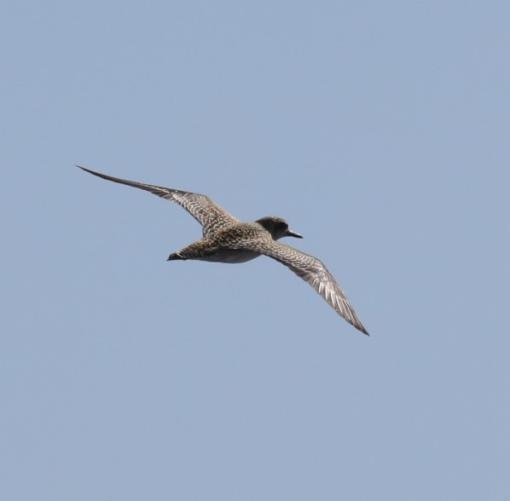 Pacific Golden Plover