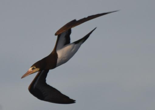 Brown Booby