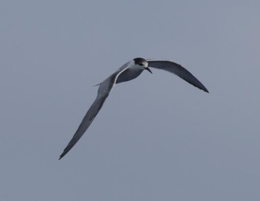 Common Tern