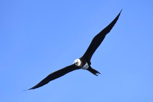 Juvenile Great Frigate Bird