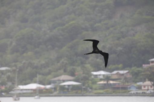 Great Frigatebird