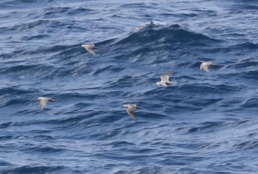 Grey noddies