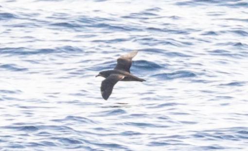 Kermadec Petrel