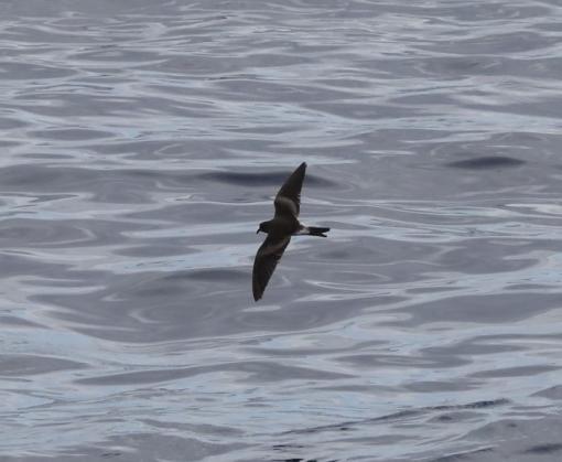 Leach's Storm Petrel