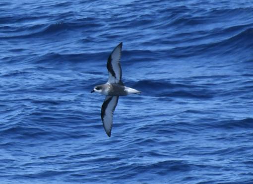 Mottled Petrel