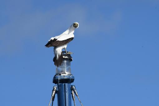 A masked booby on the forward mast.
