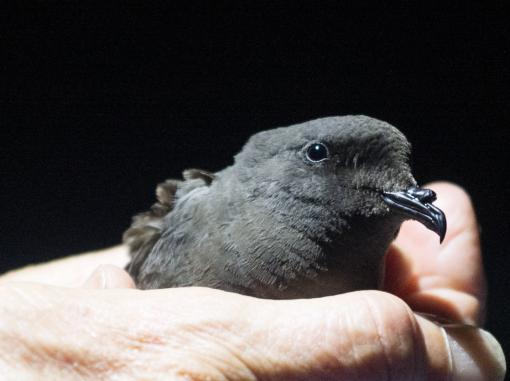 New Zealand Storm Petrel
