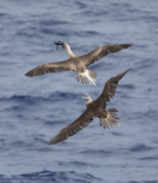red footed boobies