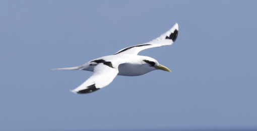 White-tailed tropic bird 