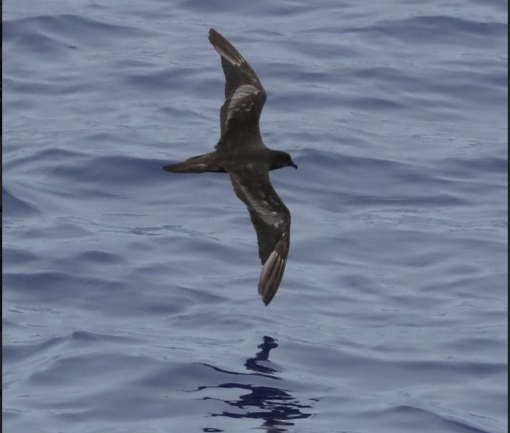 Bulwer’s Petrel