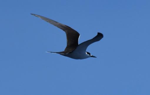 Sooty Tern 