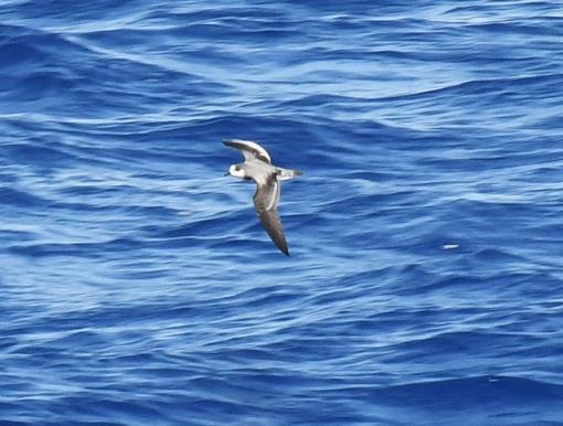 Stejnegers Petrel