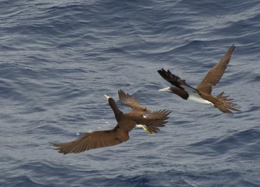 Brown Booby