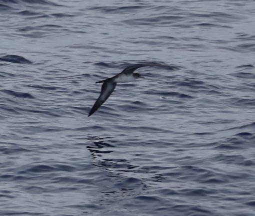Pale morph Wedge-tailed Shearwater