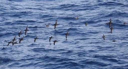 short tailed sheerwater photo