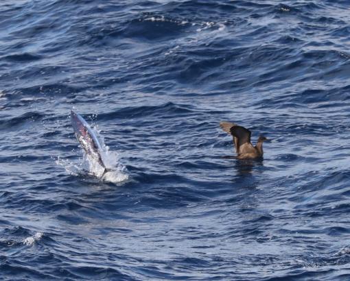 This photo shows a rather bewildered Wedge-tailed Shearwater caught in a maelstrom of leaping tuna. 