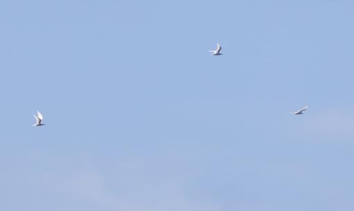 White terns