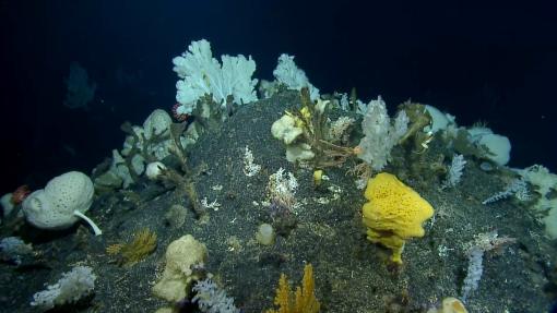 deep sea biodiversity of Palau