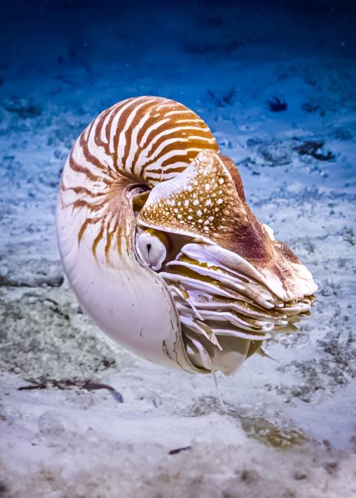 Nautilus belauensis along the seafloor in Palau