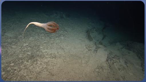 Sea pen