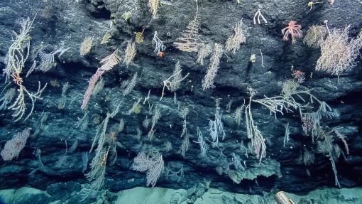 Back in 2021, while exploring along the ridge of Ha’aheo Seamount in #PapahānaumokuākeaMarineNationalMonument, the team found this ‘coral canyon;’ a large crevasse between basalt slabs covered in diverse #coral species angled advantageously toward the current.