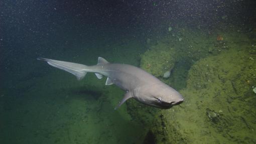 As its name suggests, the bluntnose sixgill shark has a characteristically blunt rounded snout and six-gill slits on either side of its head, instead of the usual five seen in most shark species. The bluntnose sixgill shark’s closest relatives lived 200 million years ago during the Triassic period. This photo is from our 2027 Channel Islands National Marine Sanctuary exploration. 