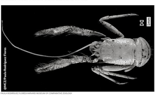 squat lobster nautilus