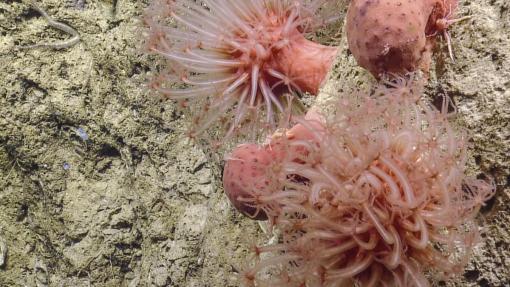 Mushroom Coral OET