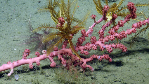 bubblegum coral OET