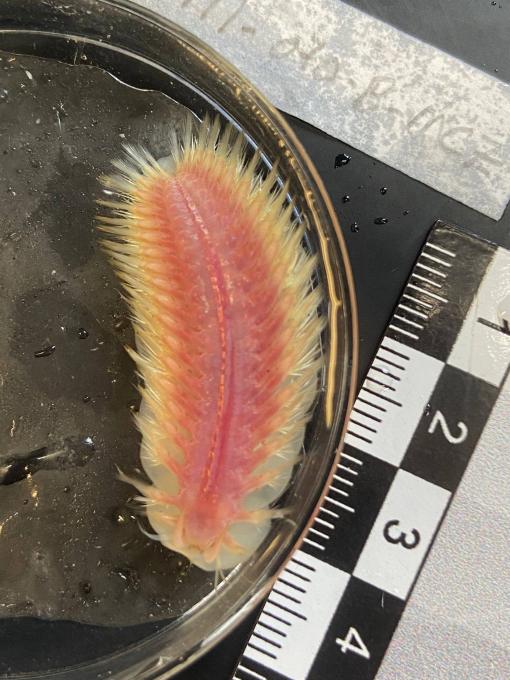 scale worm