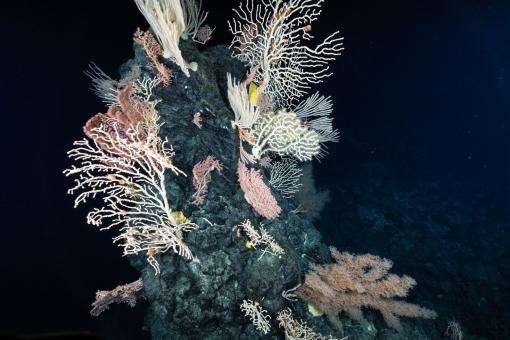 Exploring the Deep Sea of the Marshall Islands