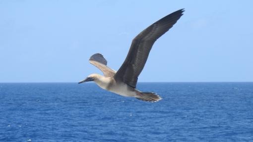 seabirds