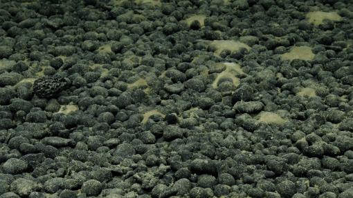 A surprising fact: abyssal plains cover over 50% of Earth’s surface. But when it comes to this habitat, what we don’t know far outweighs what we do. In the #CookIslands, ROV dives have surveyed over dense areas of round abyssal nodules. These slow-growing rock formations carry the unique chemistry of the local ocean as dissolved minerals in seawater come out of solution. In one of Earth's slowest geological processes, nodules form from layers of rock deposition, like layers of a gumball, growing at only mil