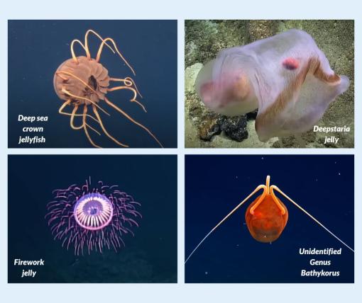 world jellyfish day OET