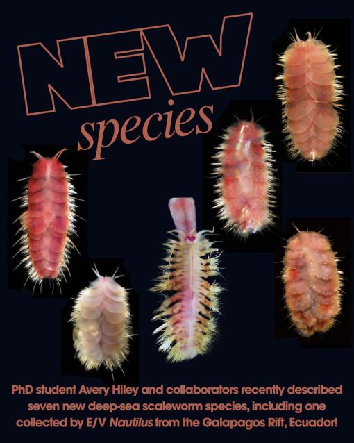 oet scaleworms new species