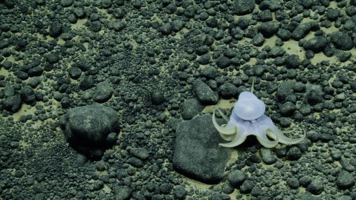 oet na176 cook islands octopus