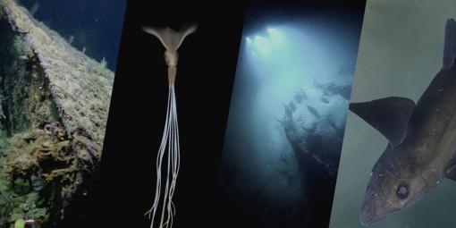 2025 wow moments OET