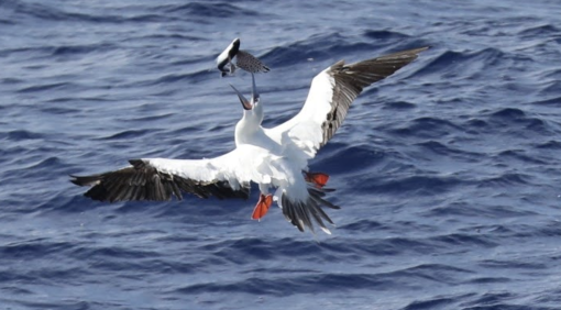 seabirds observed off e/v nautilus