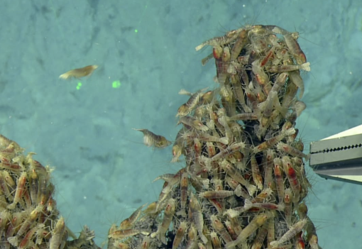 Vent shrimp chemosynthetic