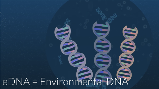 eDNA with sequencing