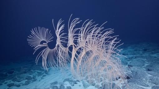 Iridogorgia coral in Marshall Islands deep sea