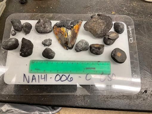 In this case, the fossil was only identified after the sample had been brought to the University of Rhode Island’s Marine Geological Samples Laboratory