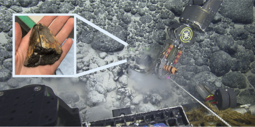 Finding Fossilized Shark Teeth in the Deep Sea