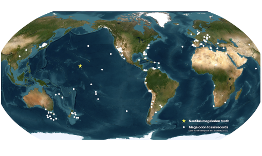 Pollerspöck, J., & Straube, N. (2023) Records of Otodus megalodon and Cetacean ear bones. [Data set] 