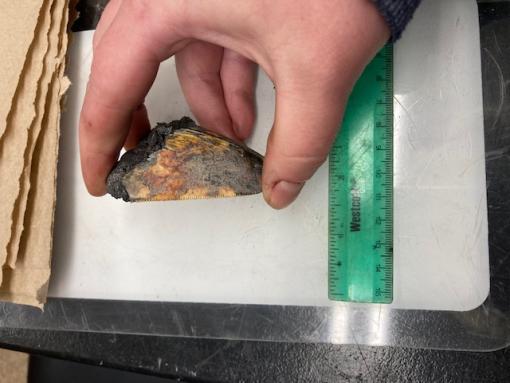 Megalodon tooth sampled by E/V Nautilus