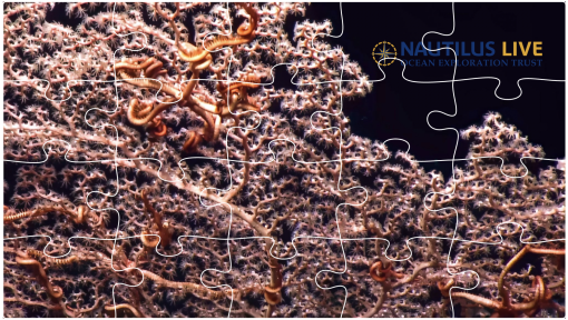 Deep Sea Coral 20 Piece Puzzle