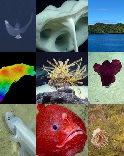 Earth Day Ocean Exploration Trust collage