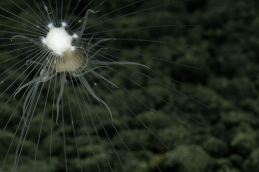 carnivorous sponge and anemone